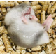 Hamster: Winter White Dwarf (Sapphire Type)